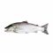 Trout Fish, 1 KG (Gross Weight)