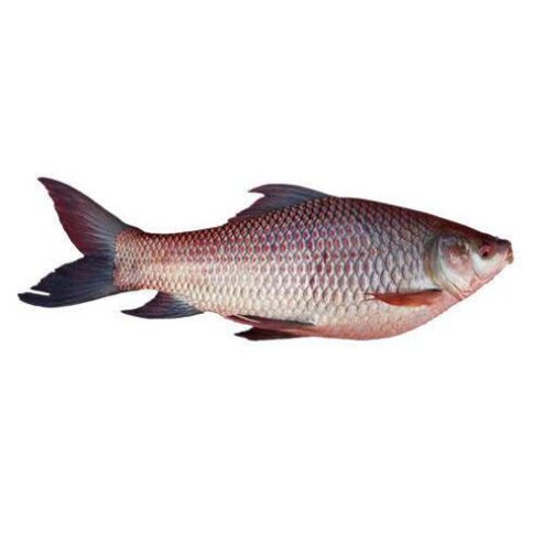 RAHU BADI MACHLI FISH LARGE 2KG