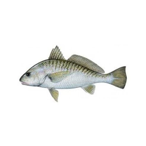 WHITE IRANI MUSHKA GOLI FISH (SILVER CROAKER) HIGH QUALITY 2KG