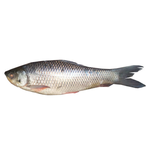 Rahoo Fish Meat 500gm